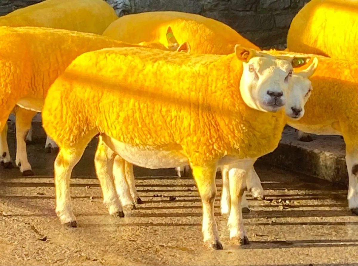 Belgian Beltex Inlamb Sale next Saturday - Image 2