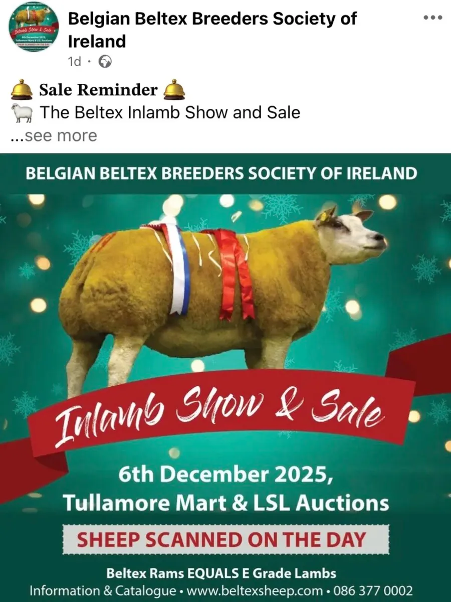 Belgian Beltex Inlamb Sale next Saturday - Image 3