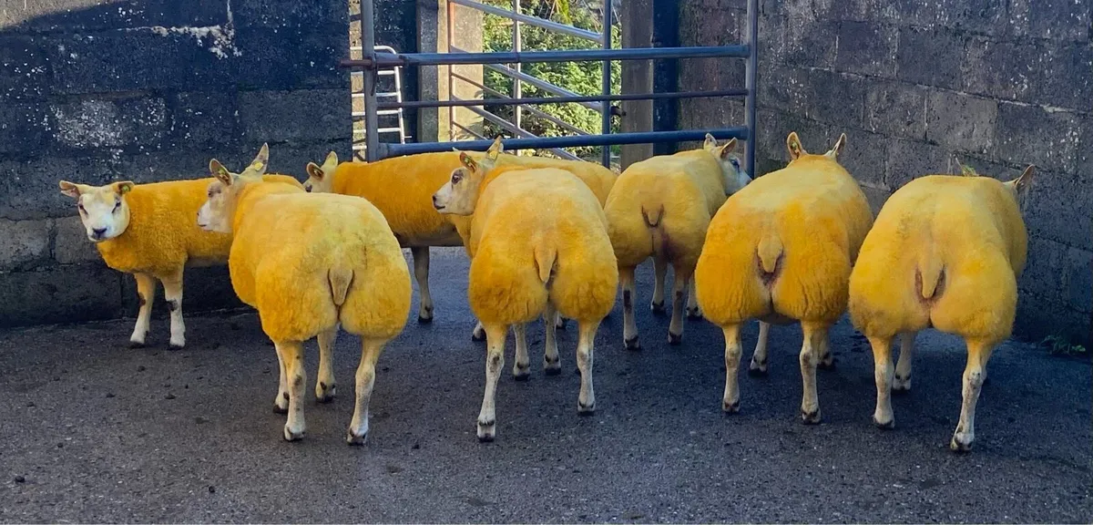 Belgian Beltex Inlamb Sale next Saturday - Image 4