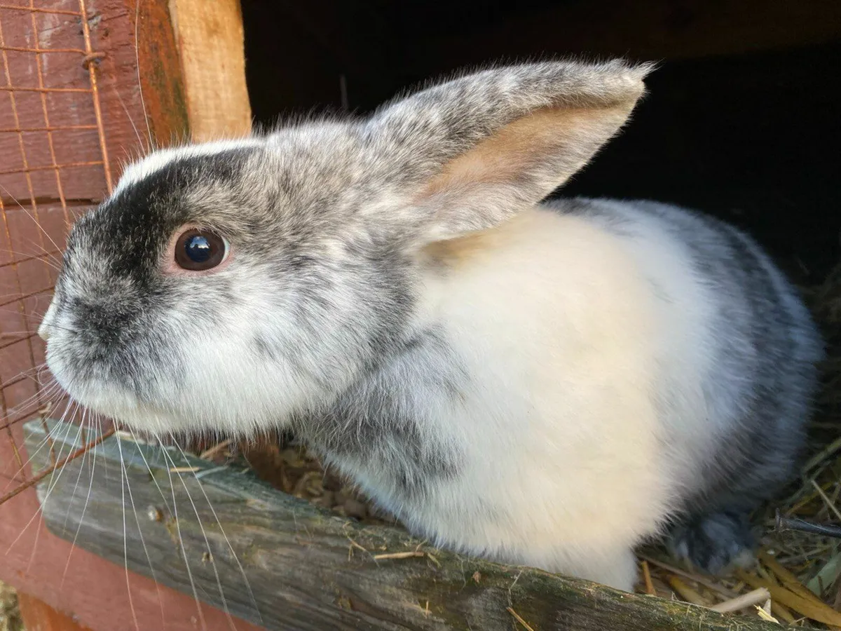 Bunnies,  Rabbits,  Rabbit - Image 1