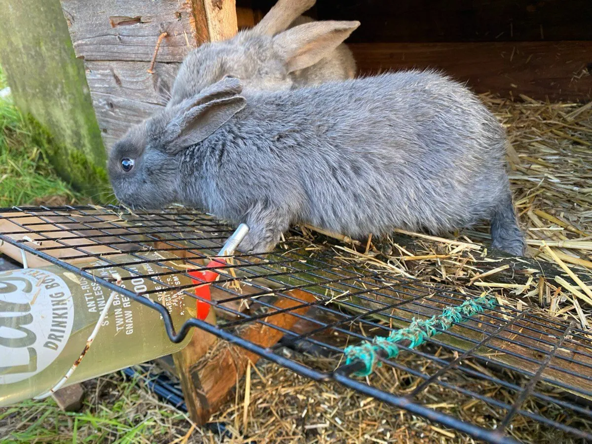 Bunnies,  Rabbits,  Rabbit - Image 2