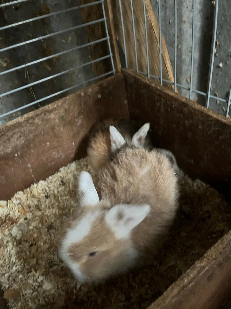 Beautiful lop eared and loinhead bunny rabbits - Image 2