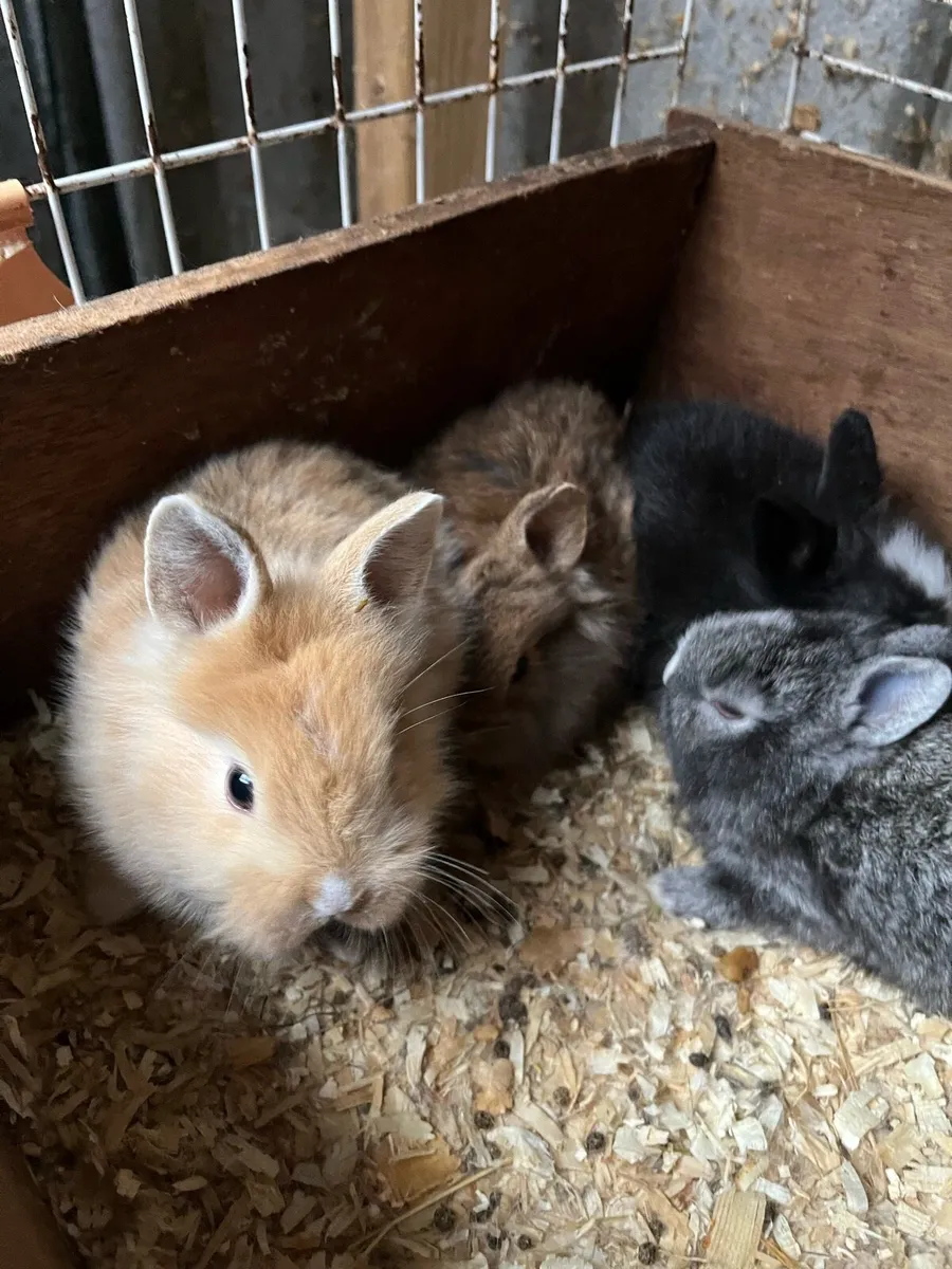 Beautiful lop eared and loinhead bunny rabbits - Image 1