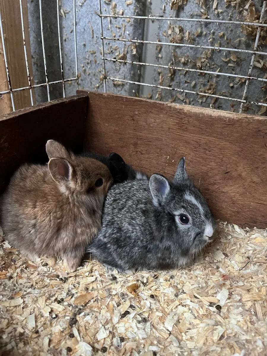 Beautiful lop eared and loinhead bunny rabbits - Image 3