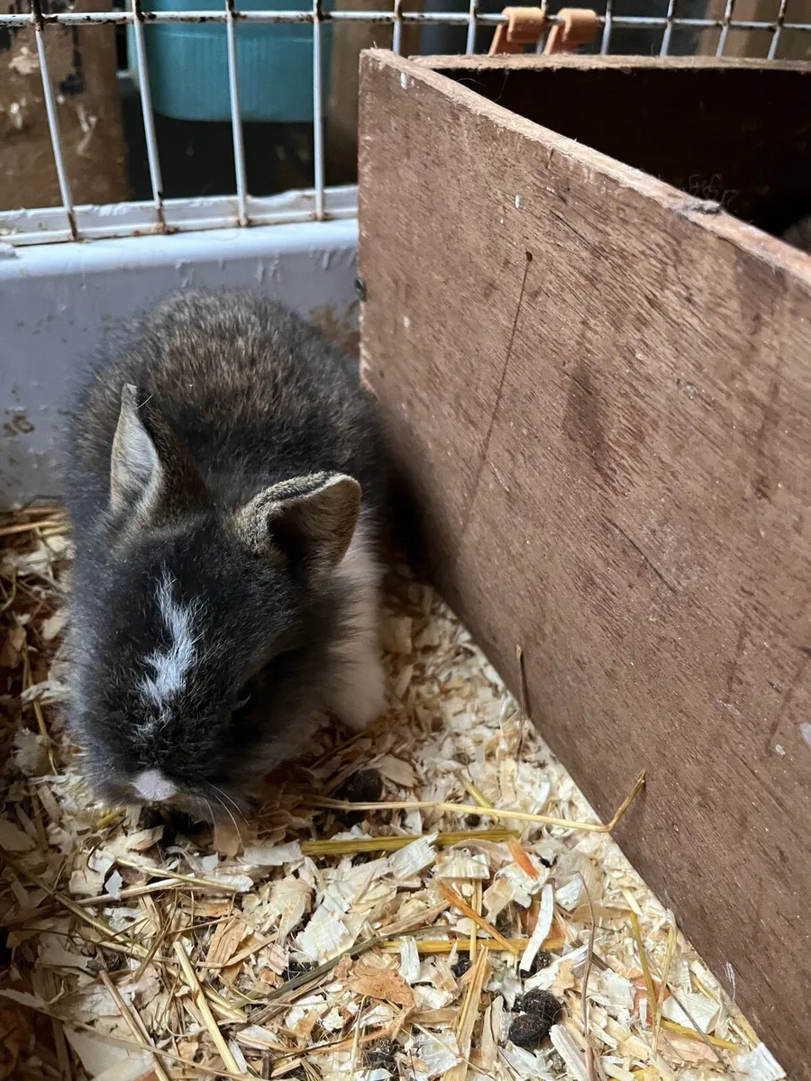 Beautiful lop eared and loinhead bunny rabbits - Image 4