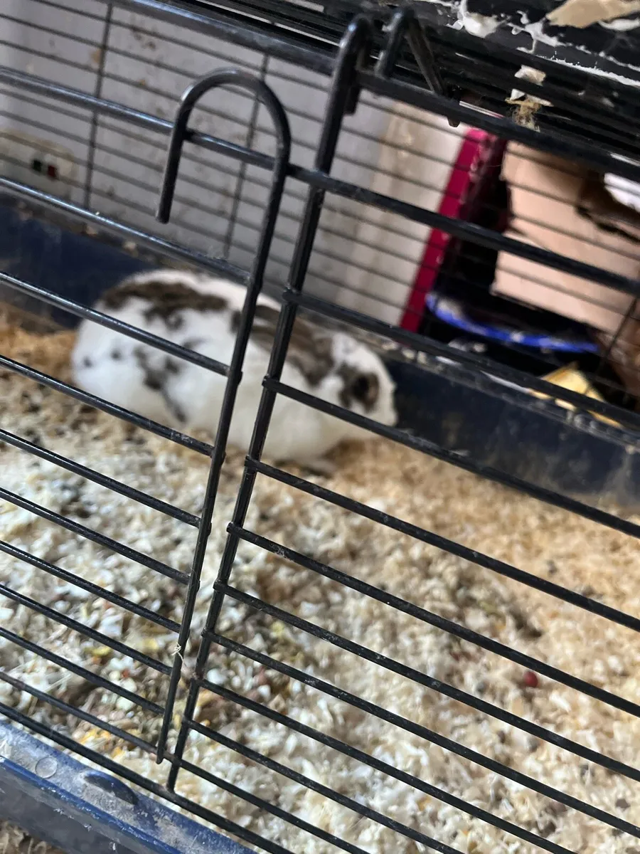 Beautiful bunny rabbits - Image 2