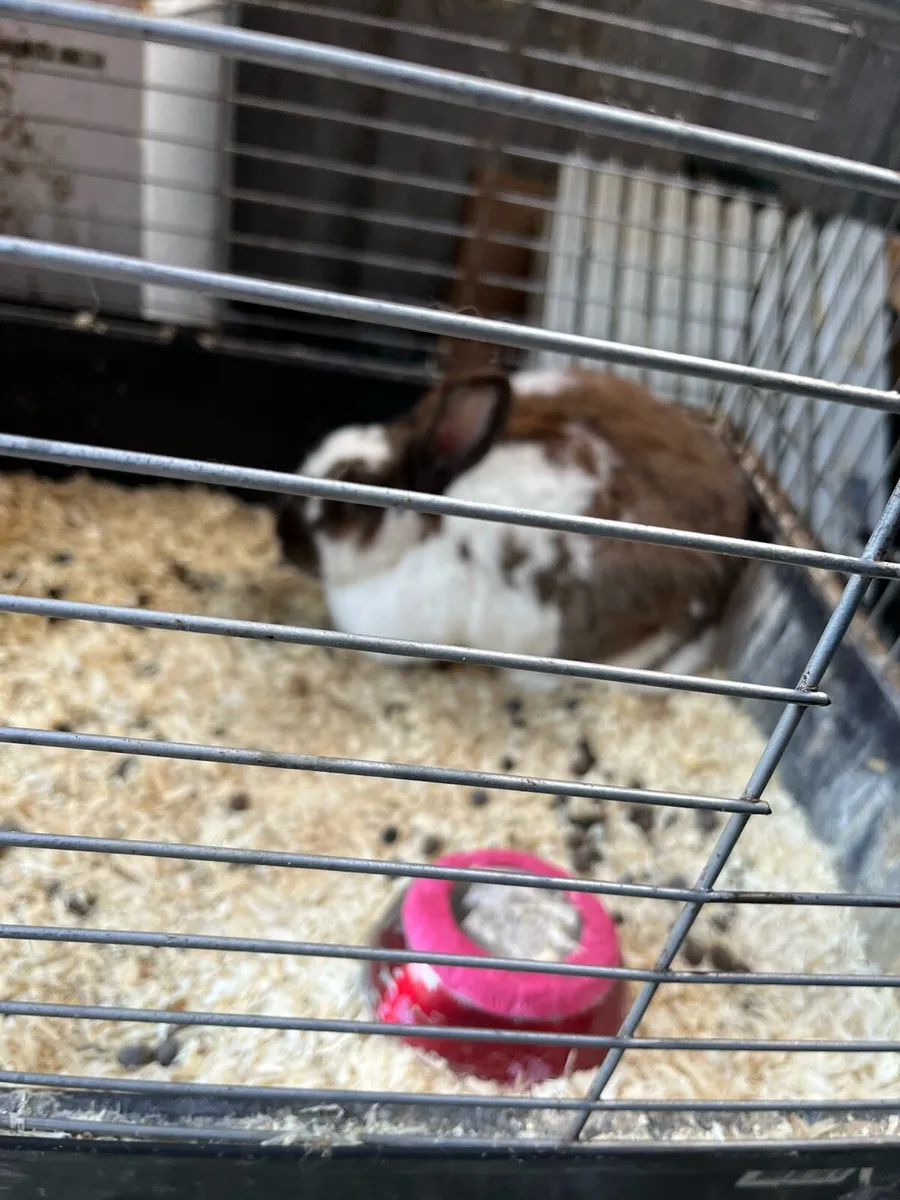 Beautiful bunny rabbits - Image 1