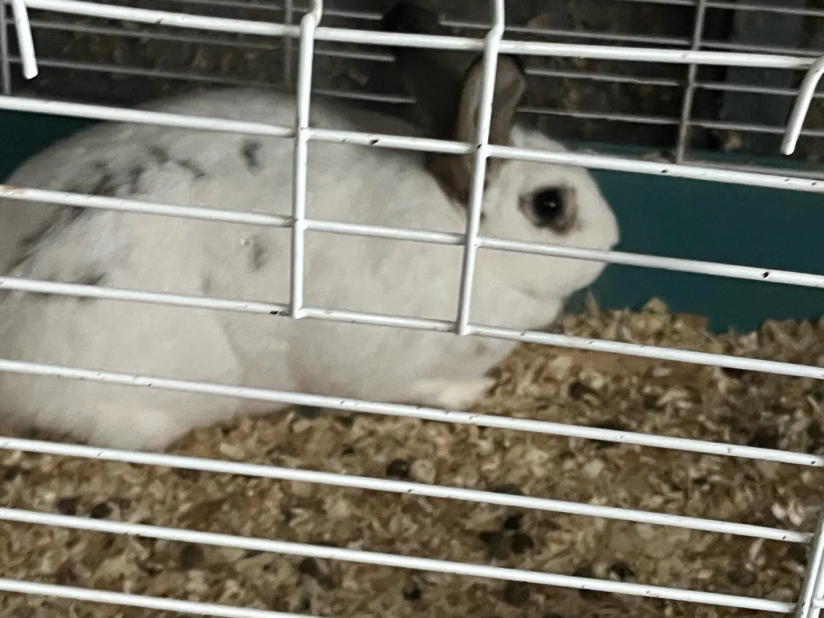 Beautiful bunny rabbits - Image 3