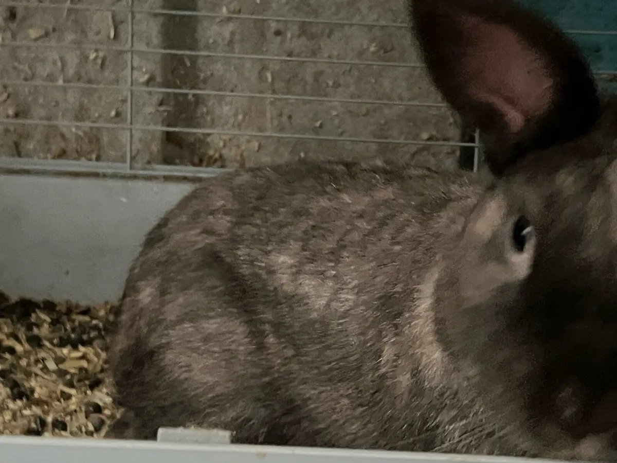 Beautiful bunny rabbits - Image 4