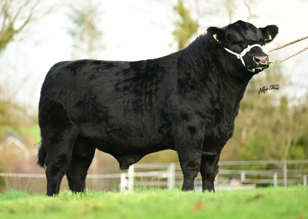 Angus Bull - Image 1