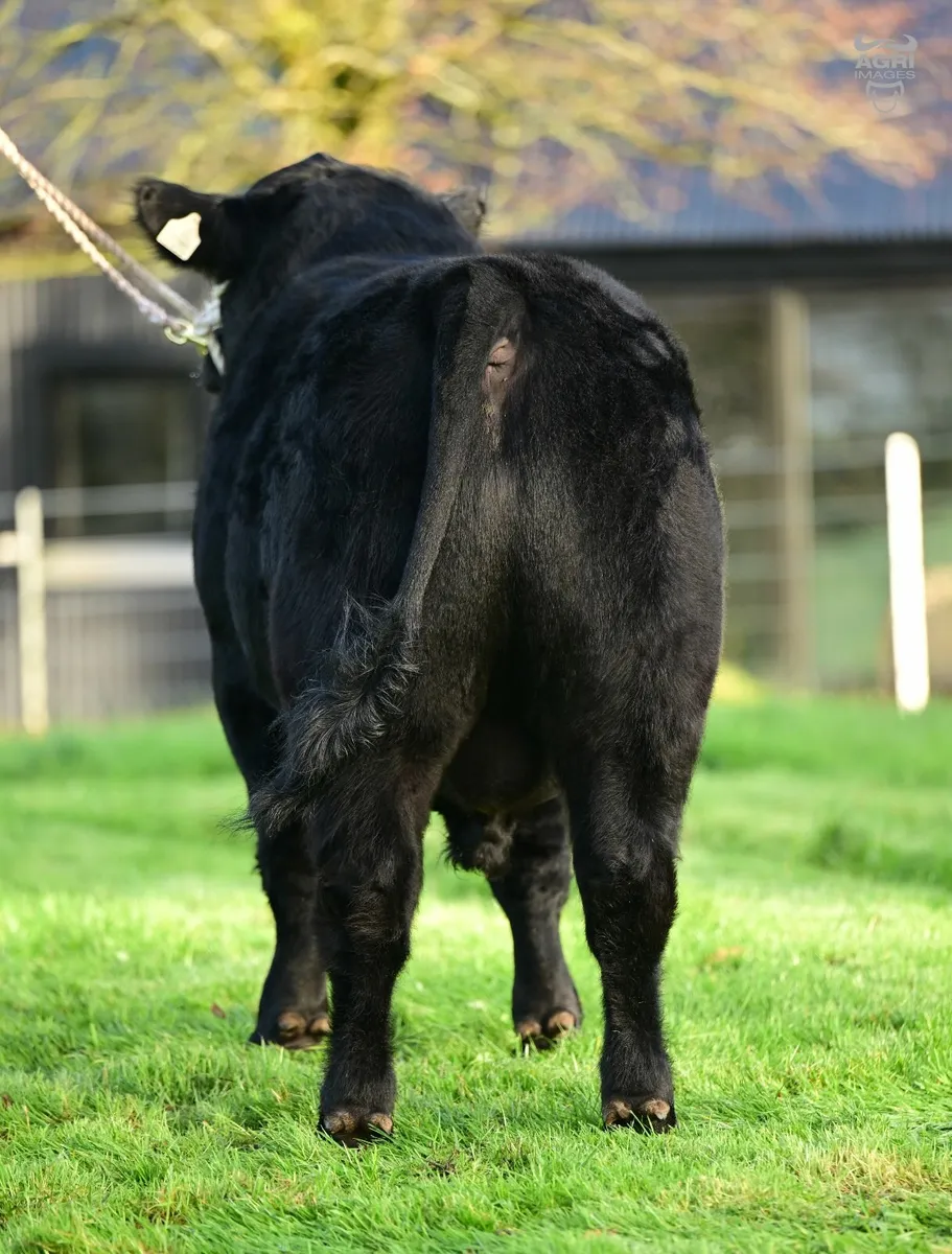Angus Bull - Image 2