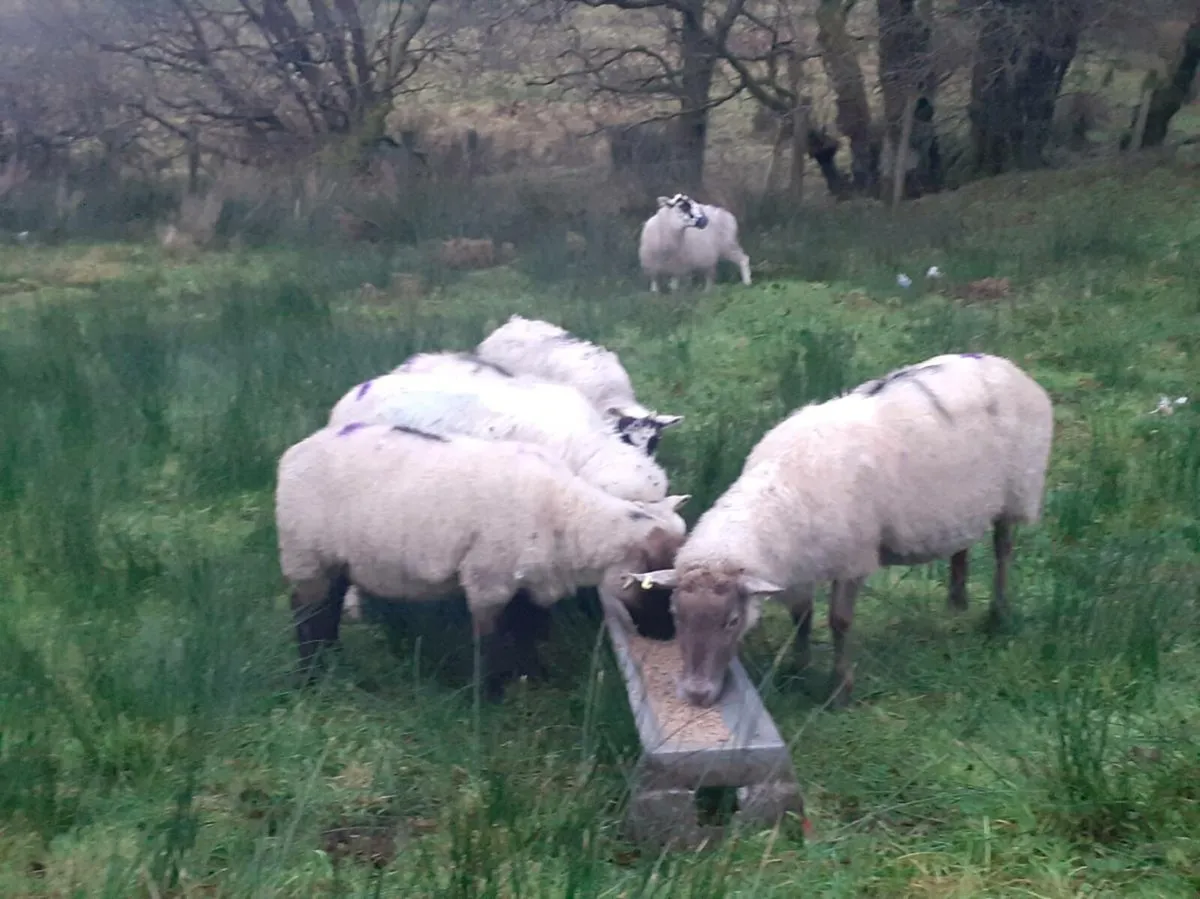 Sheep - Image 1
