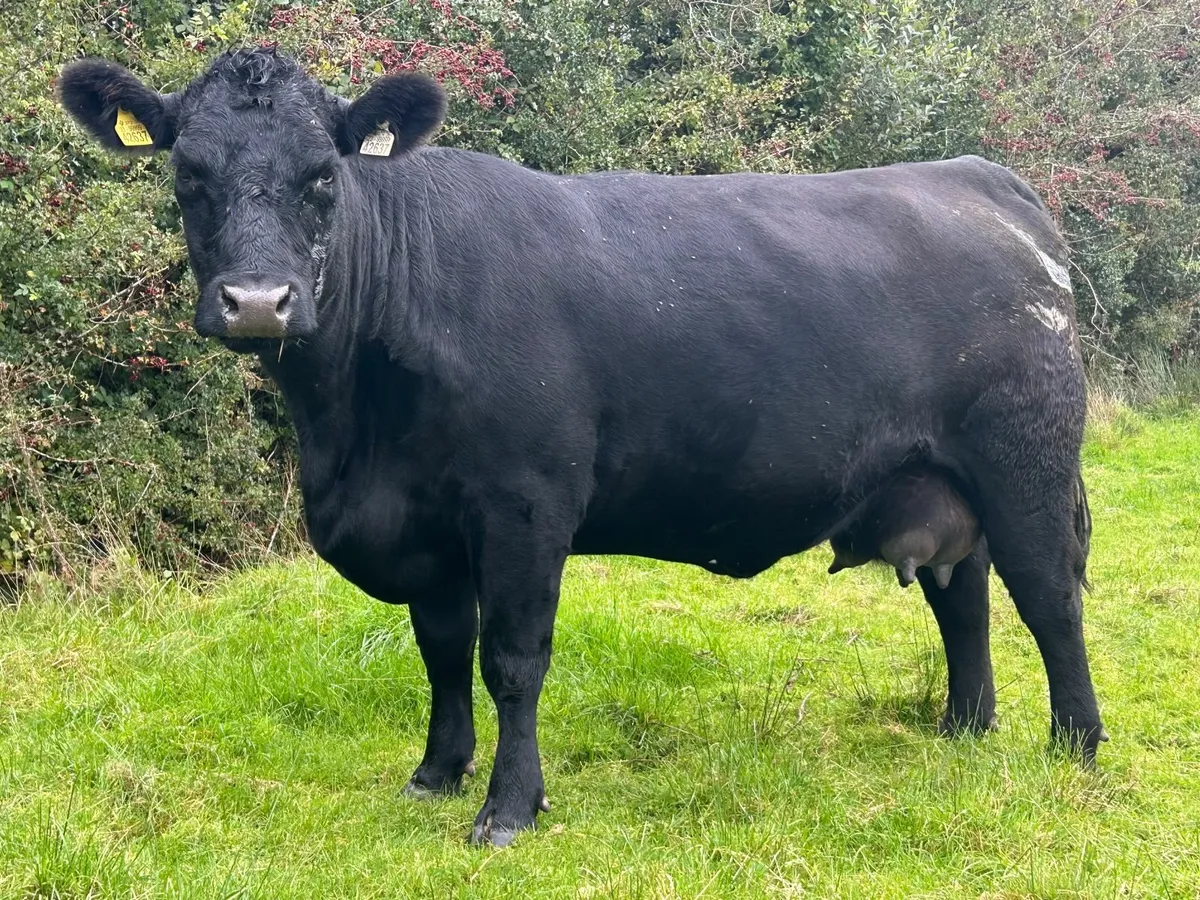 Angus Bull - Image 3