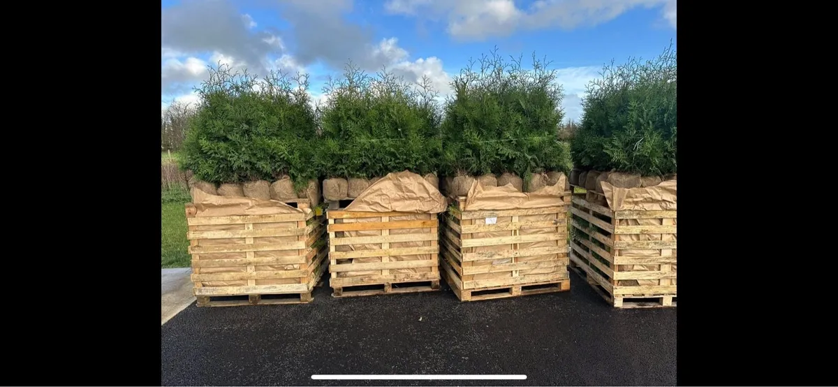 Hedging for Sale - Image 1