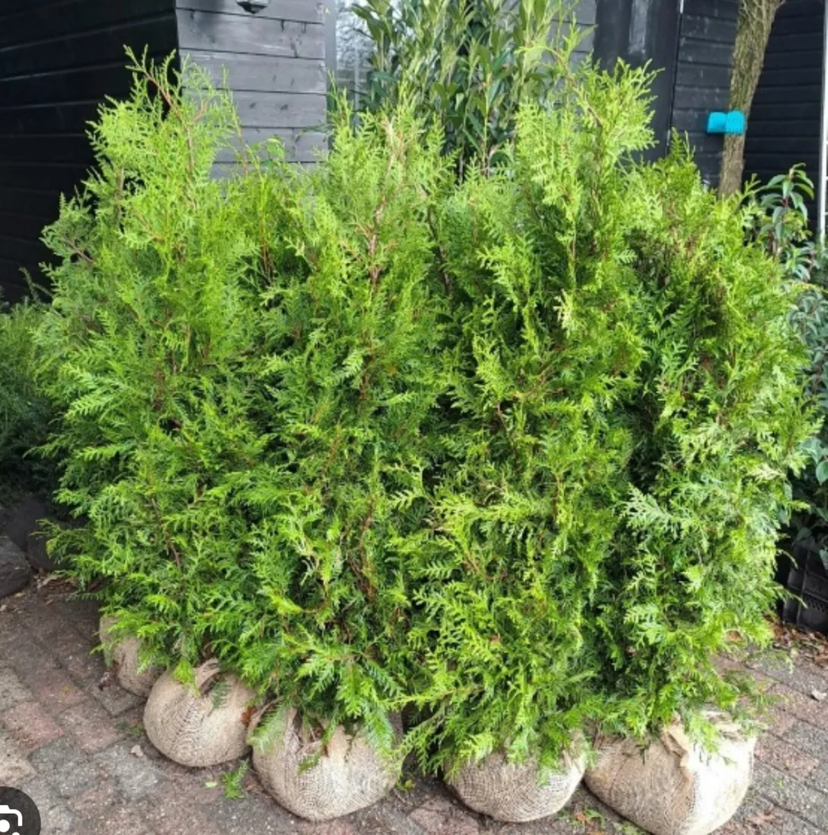 Hedging for Sale - Image 2