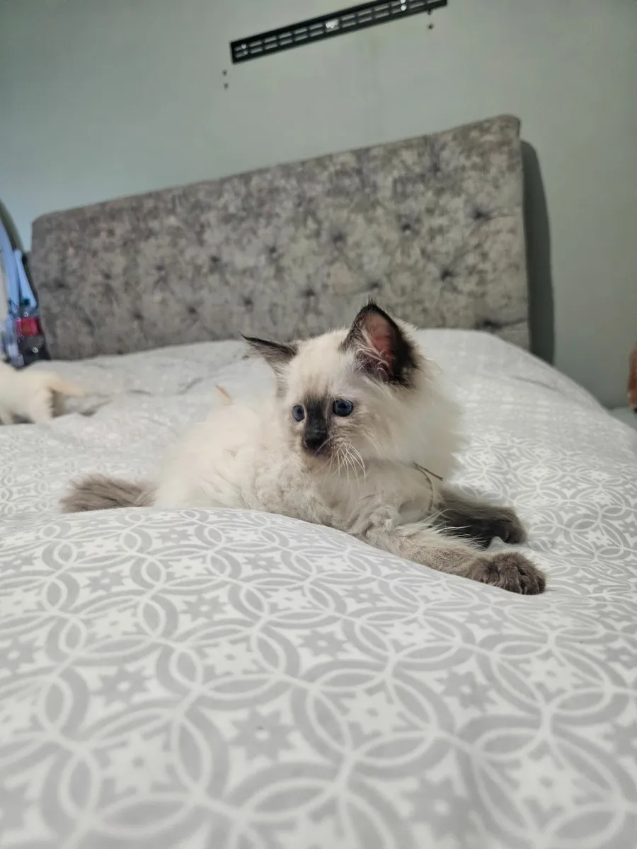 Ragdoll kittens - Image 1
