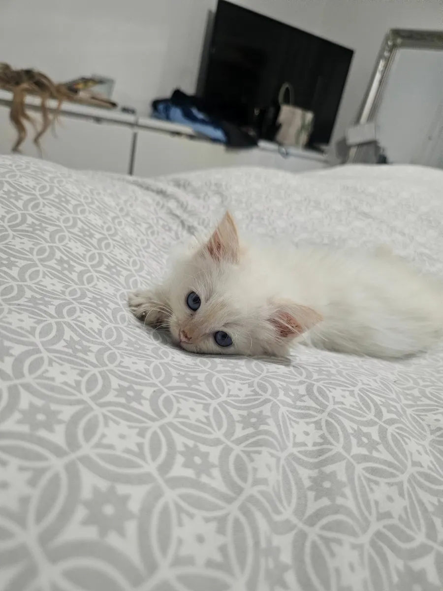 Ragdoll kittens - Image 2