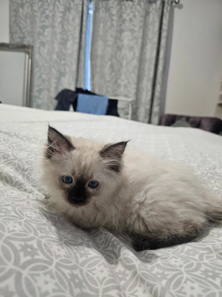 Ragdoll kittens - Image 3