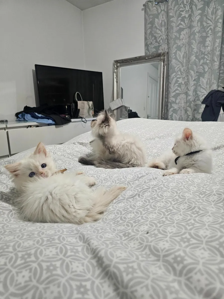 Ragdoll kittens - Image 4
