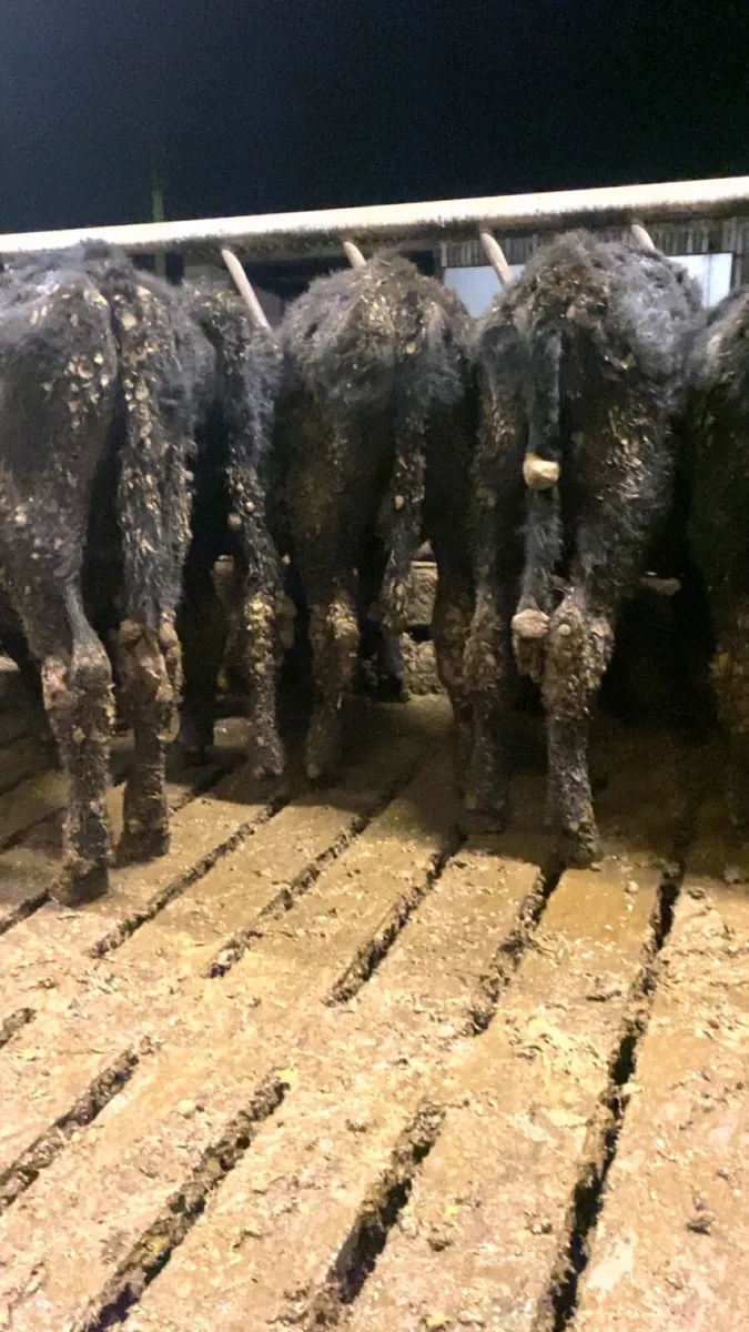 10 angus bull weanlings for sale - Image 1