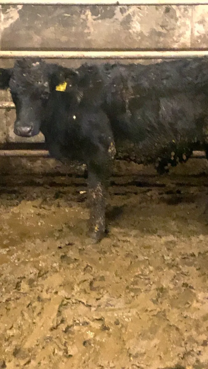 10 angus bull weanlings for sale - Image 2