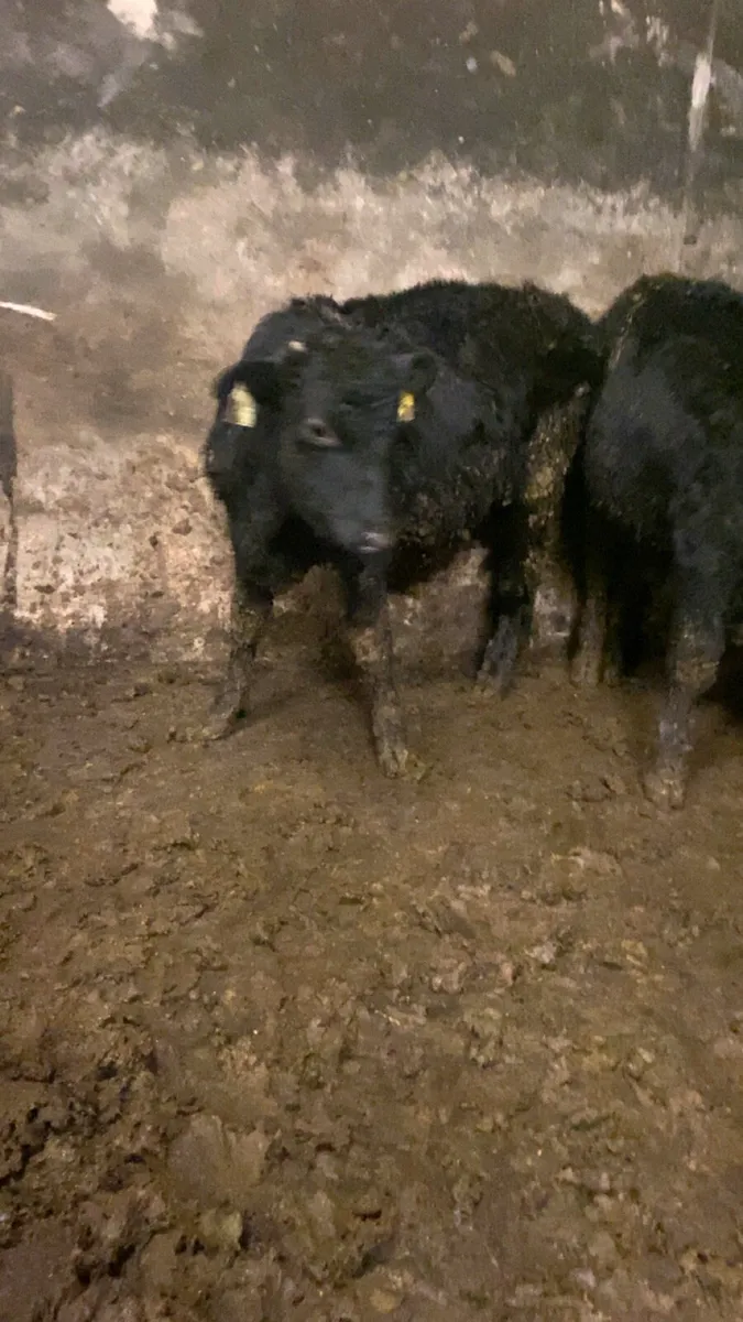 10 angus bull weanlings for sale - Image 3