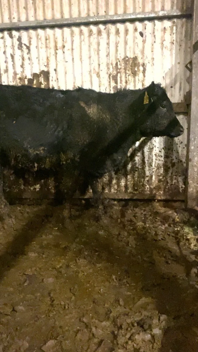 10 angus bull weanlings for sale - Image 4