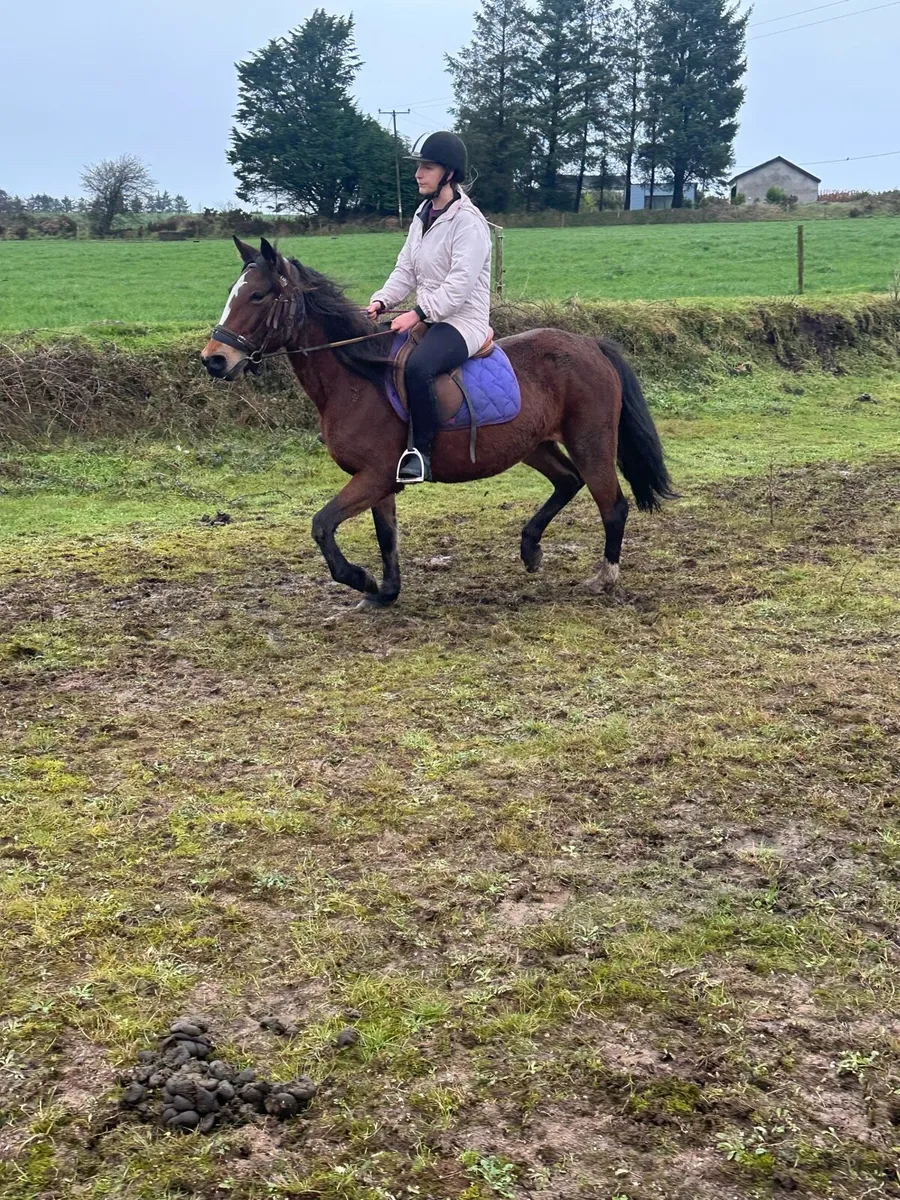 Classy Mare - Image 1