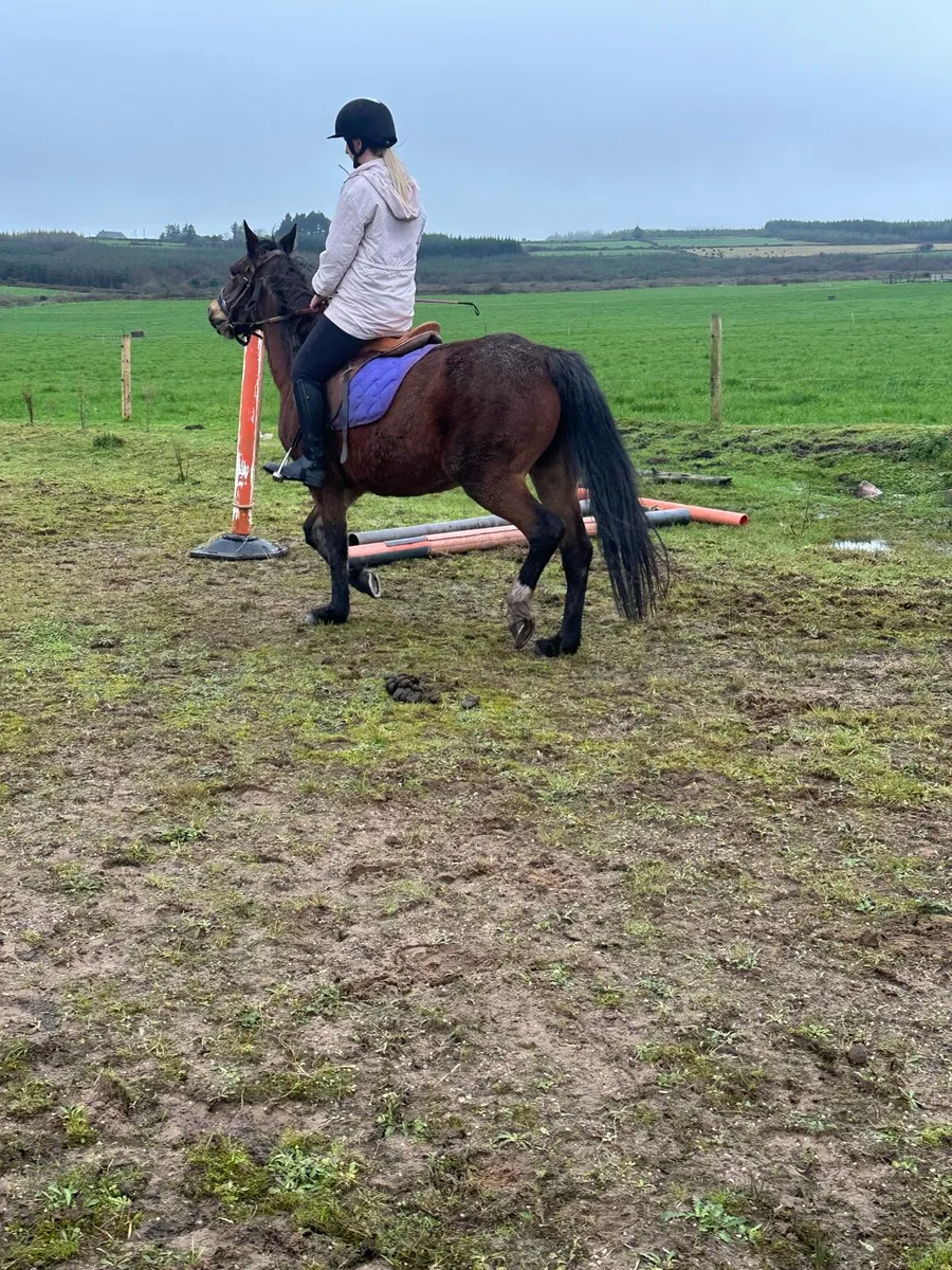 Classy Mare - Image 2