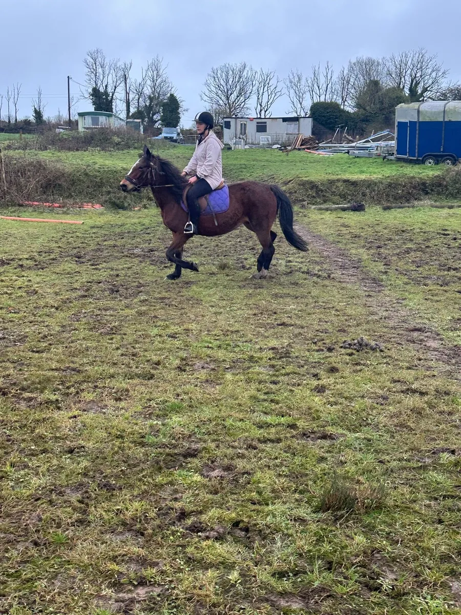 Classy Mare - Image 3