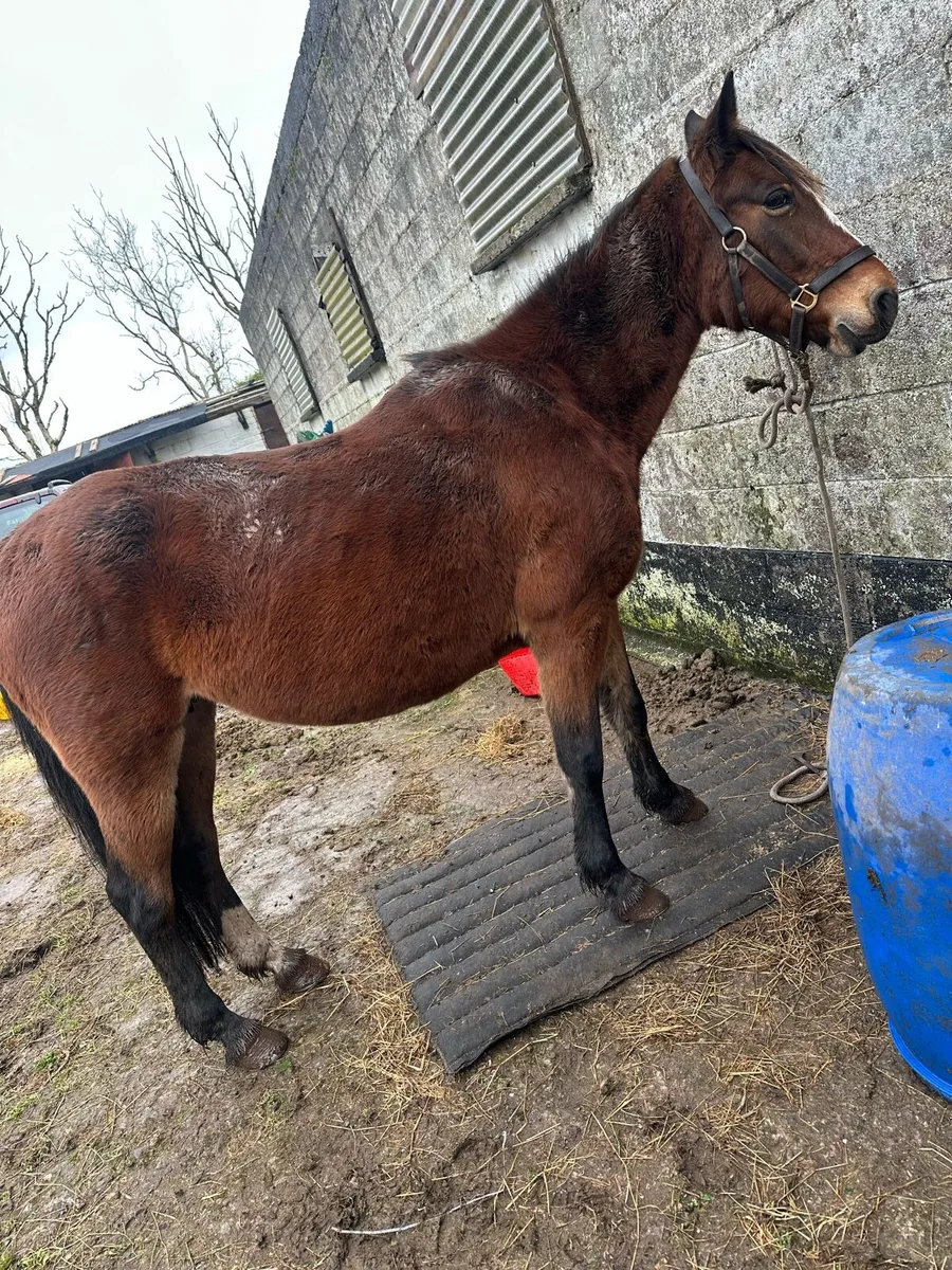 Classy Mare - Image 4