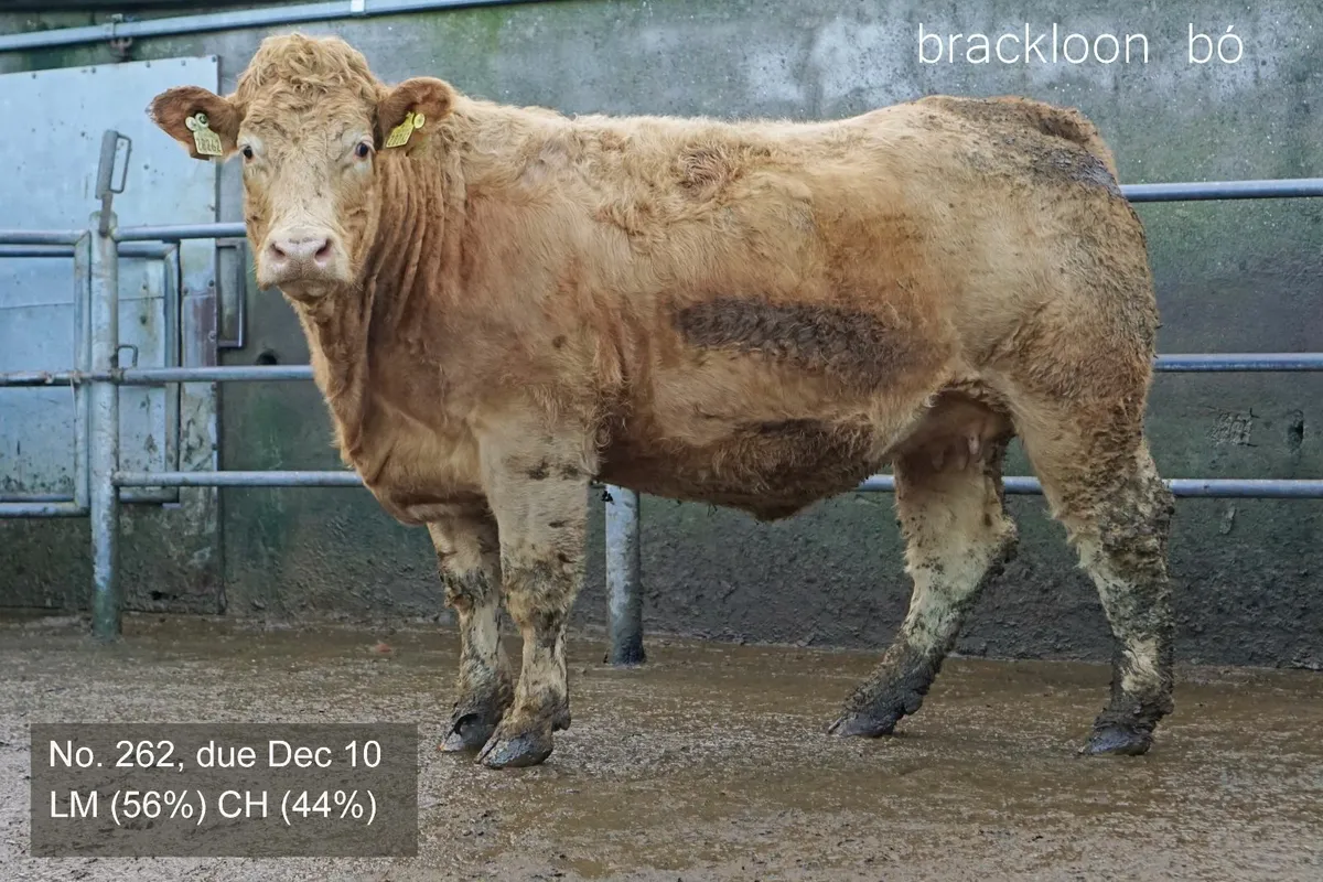 Heifers In-calf Springers - Image 4