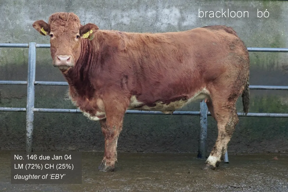 Heifers In-calf Springers - Image 3