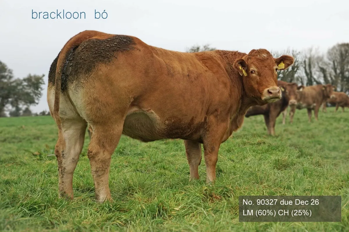 Heifers In-calf Springers - Image 4