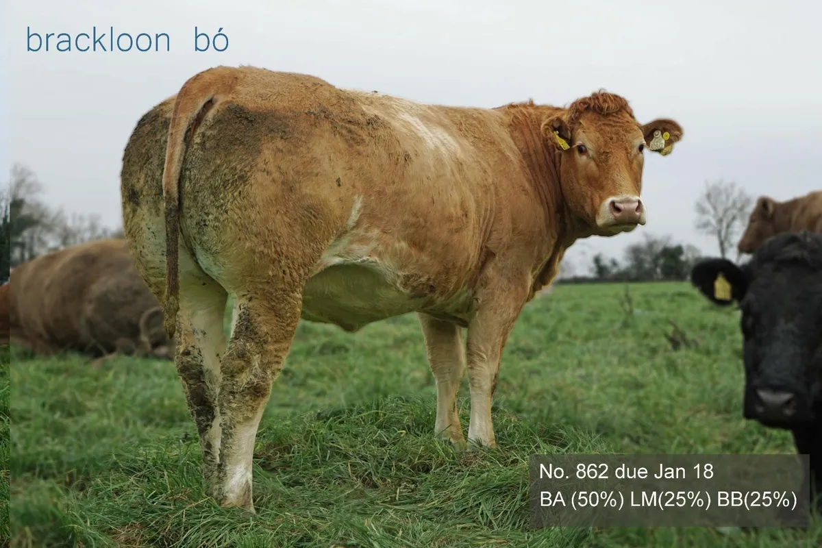 Heifers Incalf Springers - Image 3