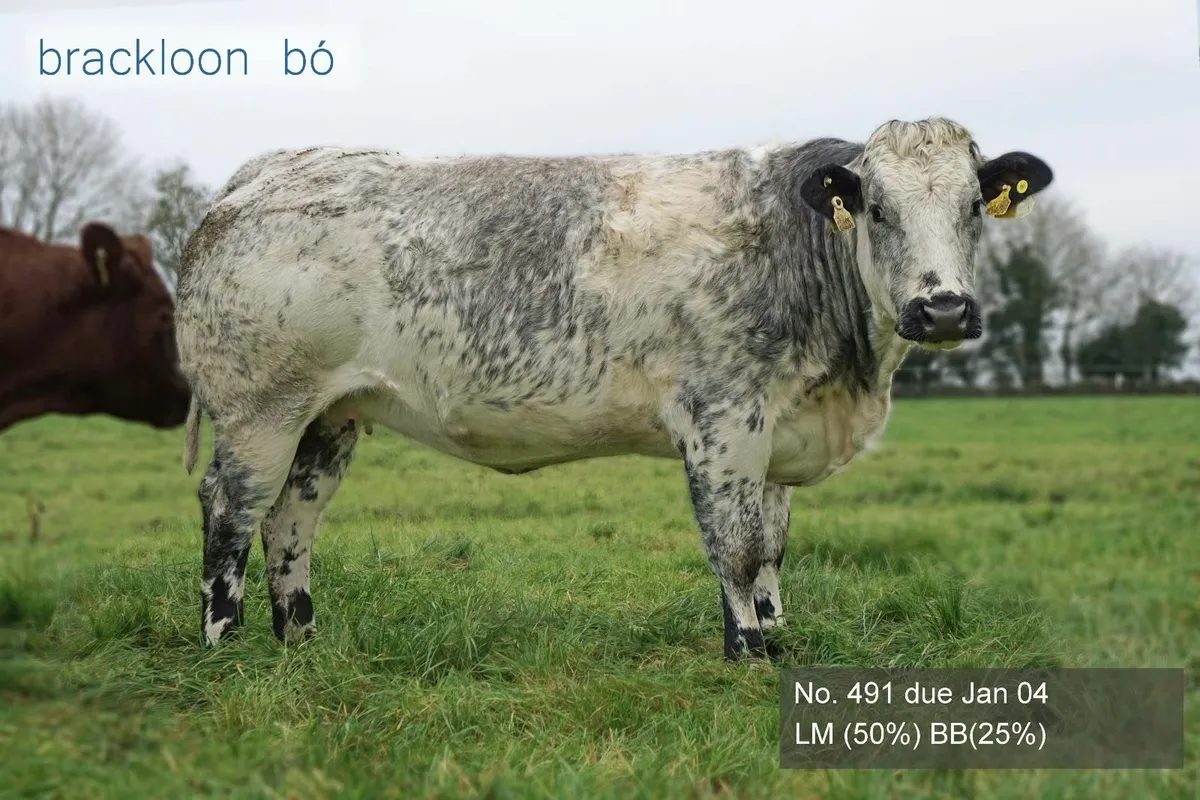 Heifers In-calf Springers - Image 2