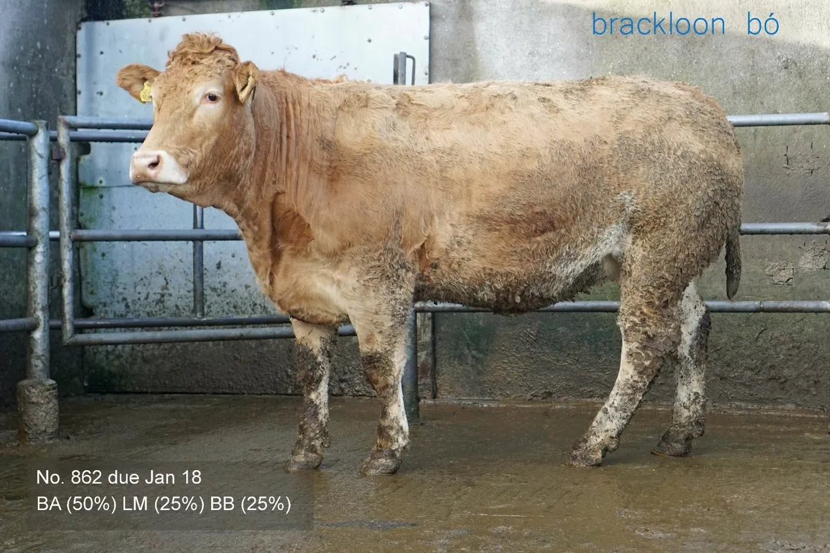 Heifers Incalf Springers - Image 4