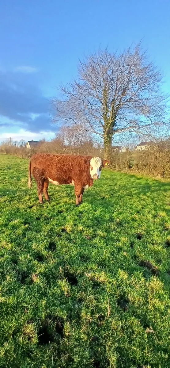 incalf heifer - Image 1