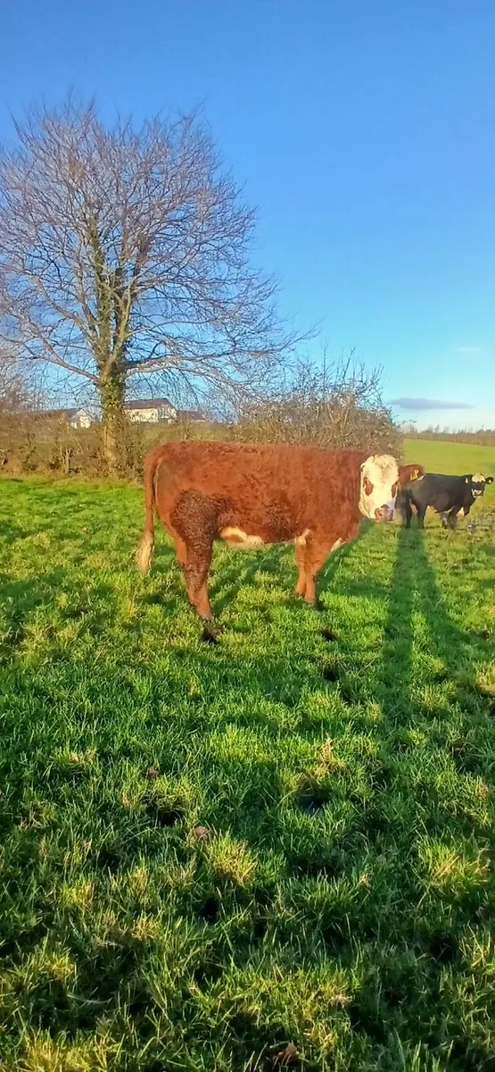 incalf heifer - Image 2