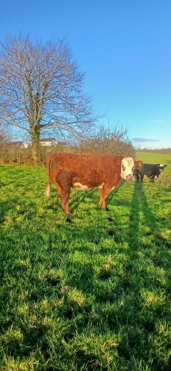 incalf heifer - Image 3