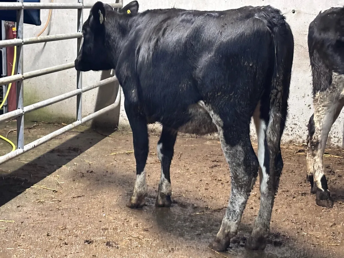 2 Freisan heifers for sale - Image 1