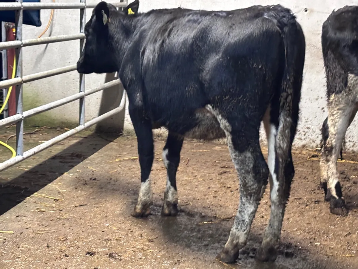 2 Freisan heifers for sale - Image 2