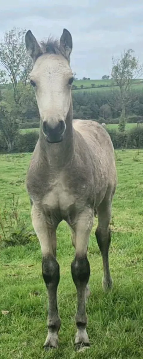 Well bred Dun Colt - Image 2