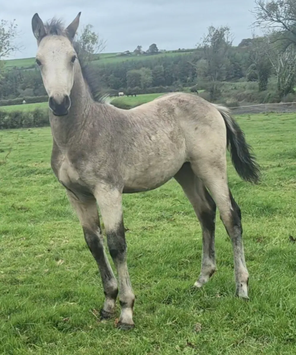 Well bred Dun Colt - Image 3