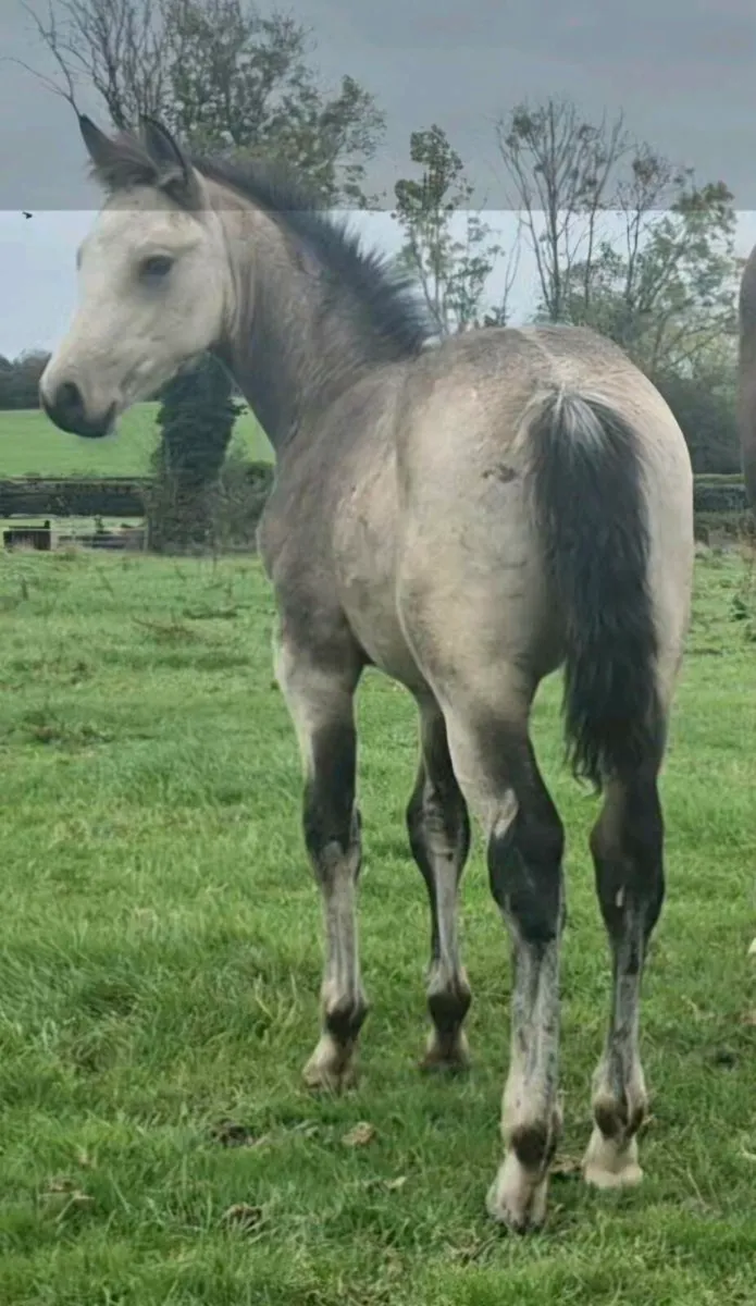 Well bred Dun Colt - Image 4