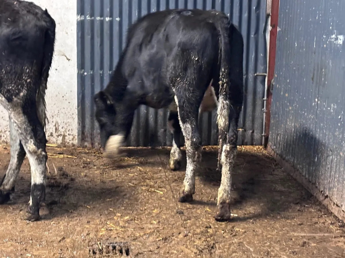 2 Freisan heifers for sale - Image 3