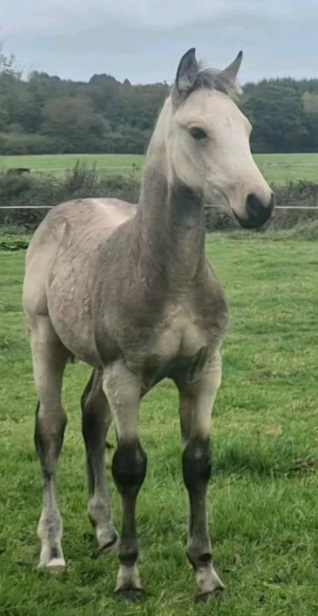 Well bred Dun Colt - Image 1