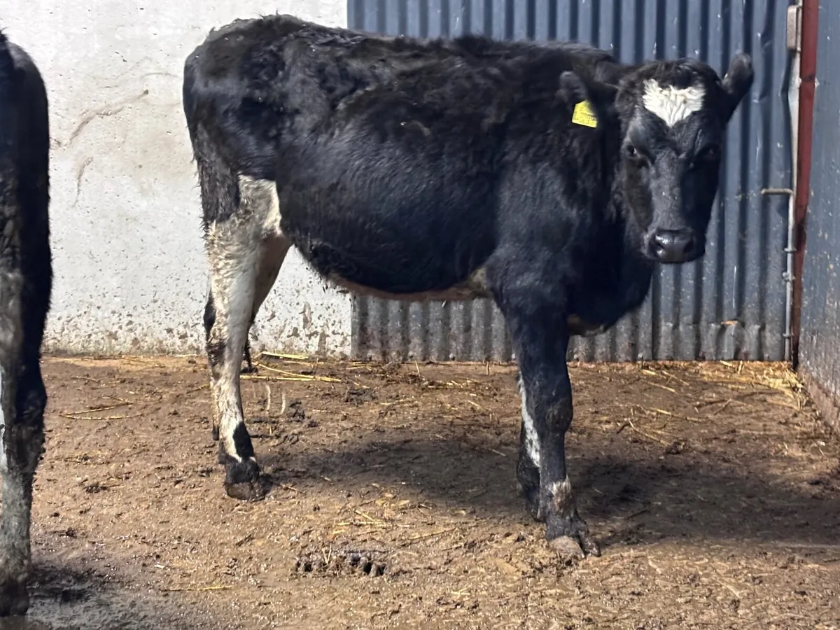 2 Freisan heifers for sale - Image 4