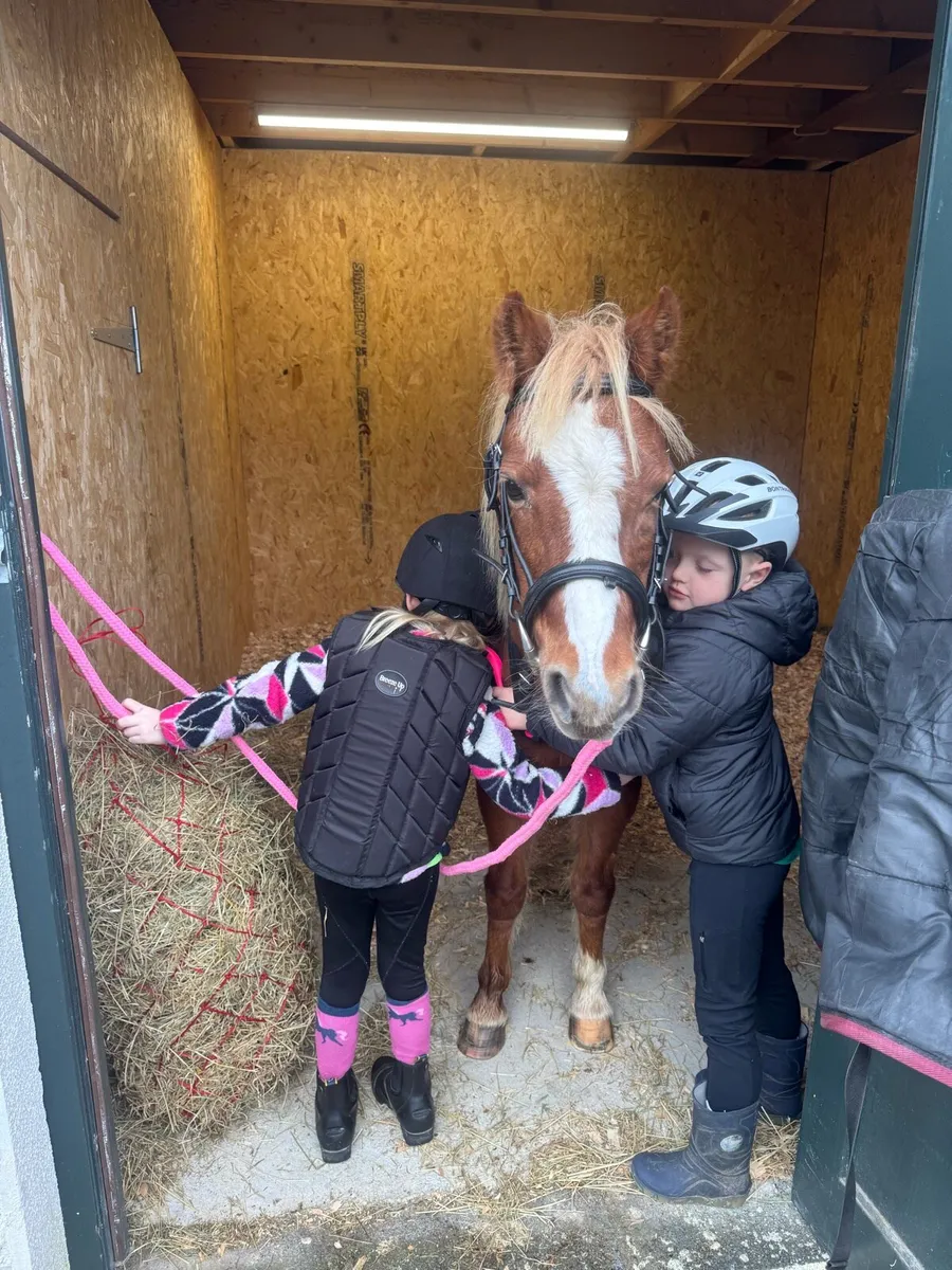 One in a million beginner pony - Image 1