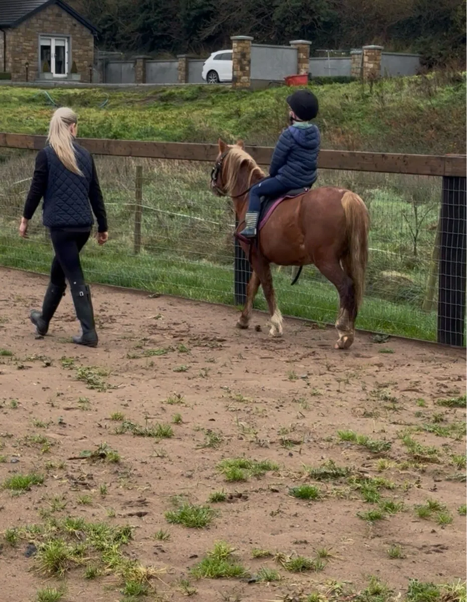 One in a million beginner pony - Image 2